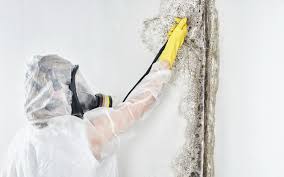 Reliable Rocklin, CA Mold Removal & Remediation Solutions